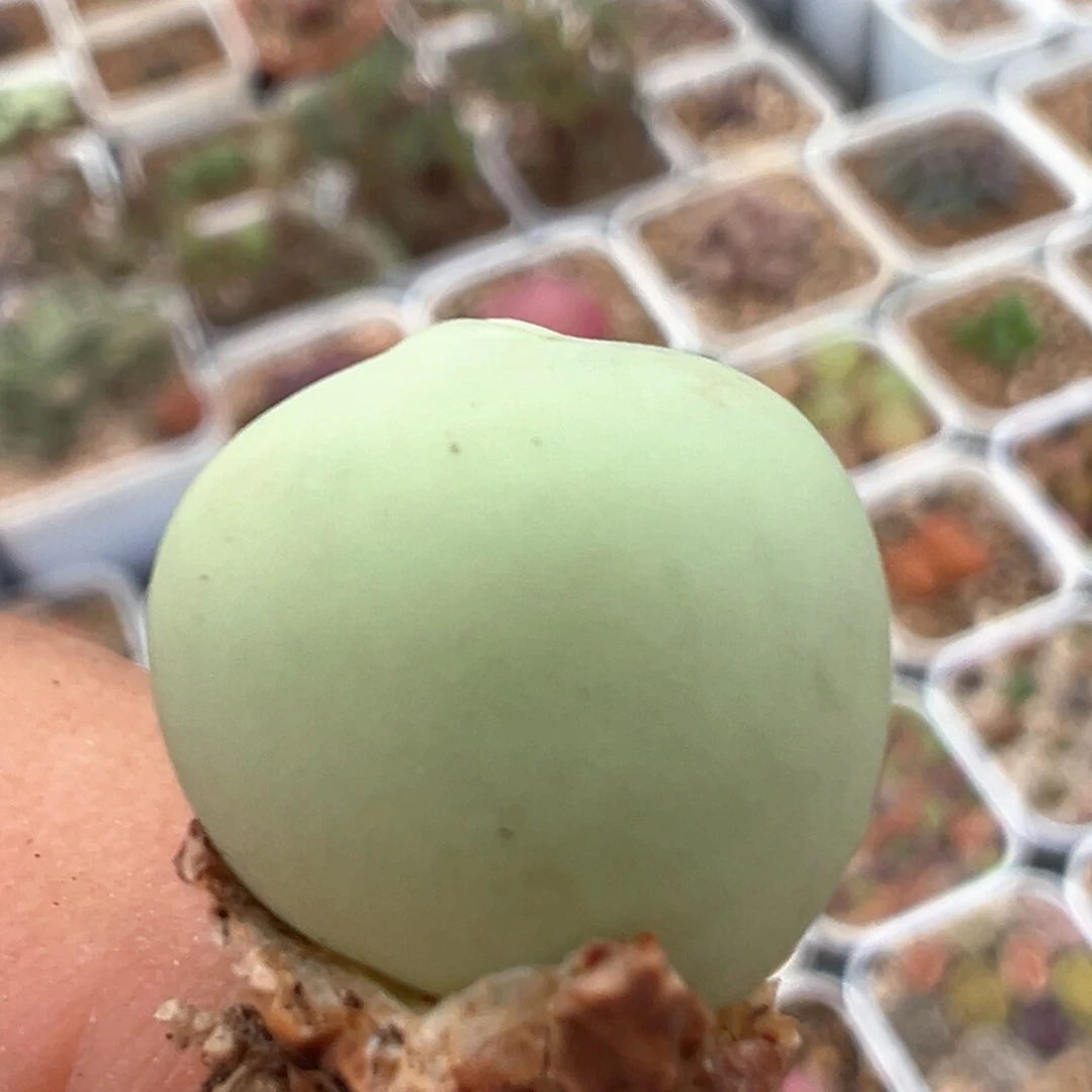 可****?32多肉植物百科知识