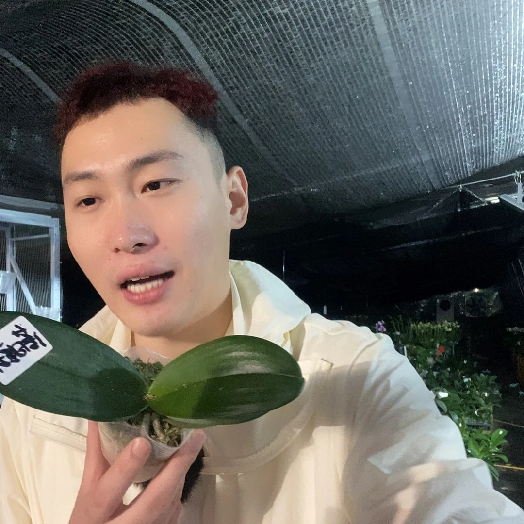 无花朵霞光蝴蝶兰