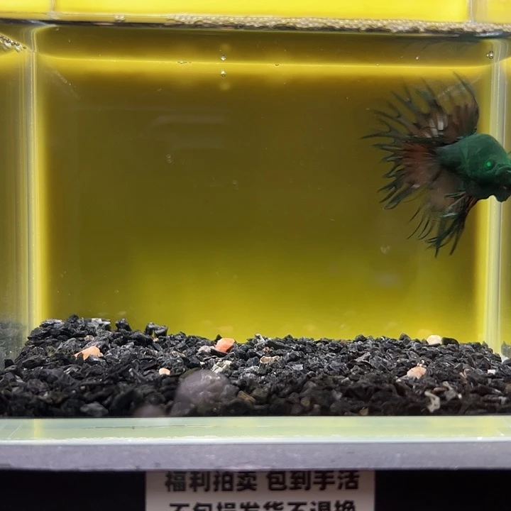 斗鱼竞拍跑单拉黑27号137