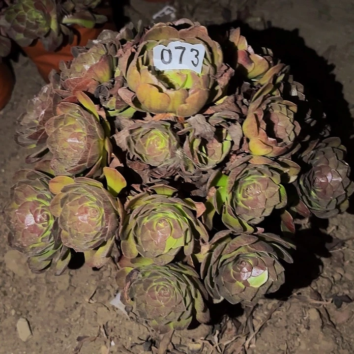 073桃花石多肉植物不售后