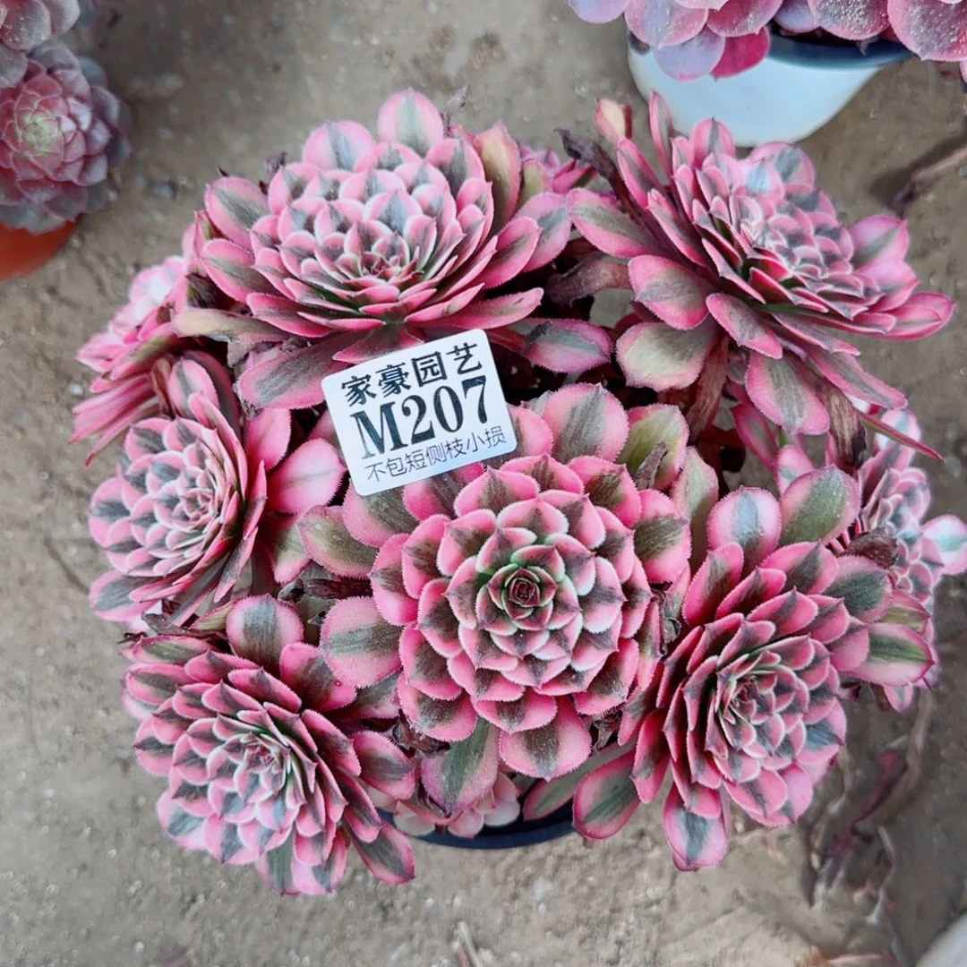 白月光法师207冠幅22