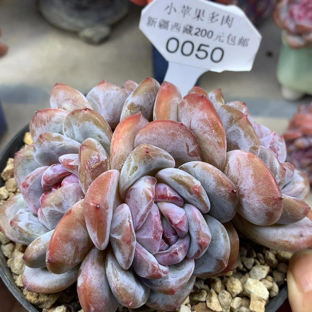 绿底紫心050/11cm4头