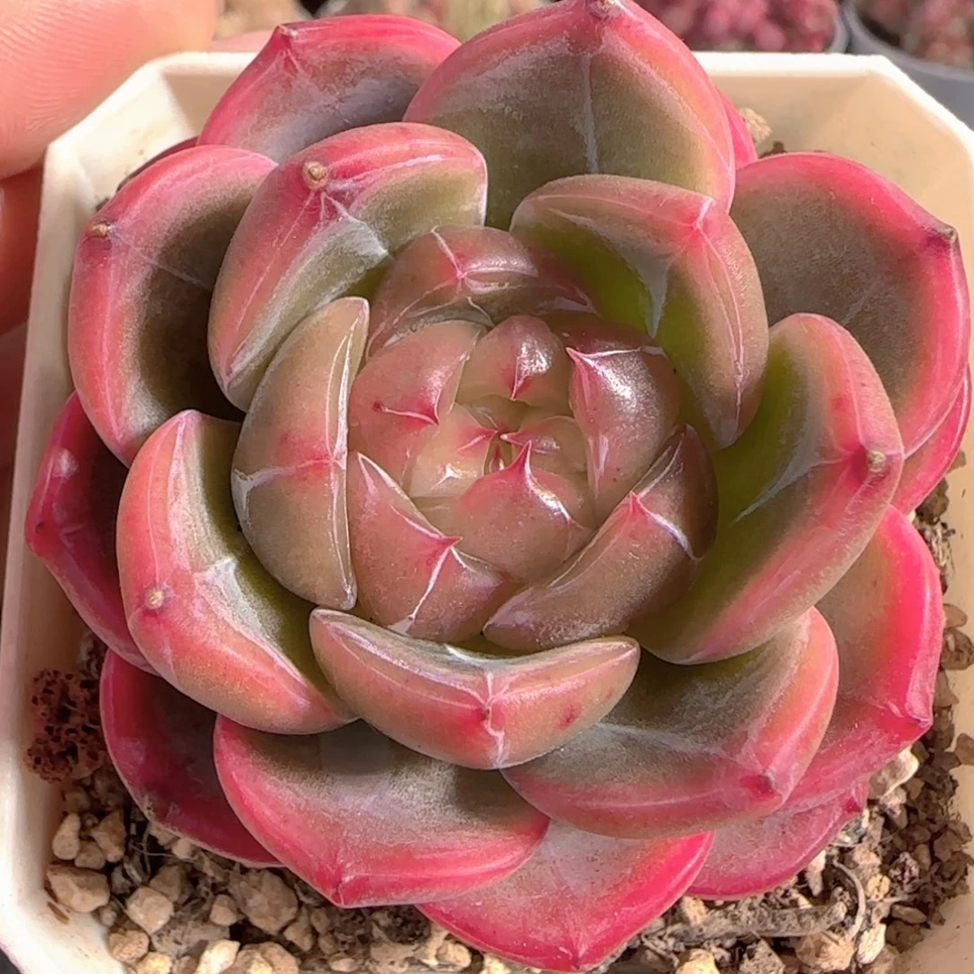 多肉1229-146钻石珍妮