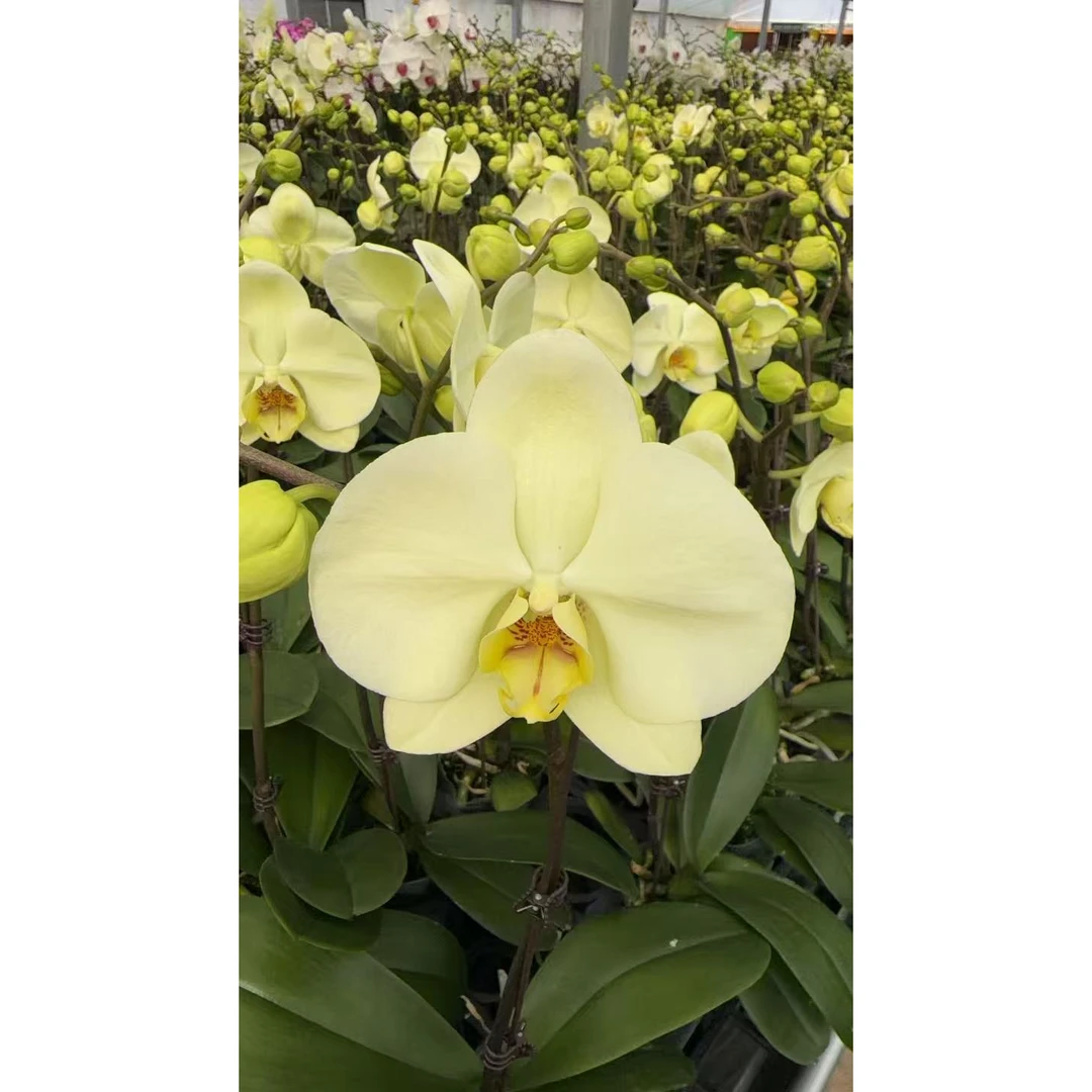 【绿地球】蝴蝶兰花苗带花剑四季开花好养室内绿植花卉盆栽