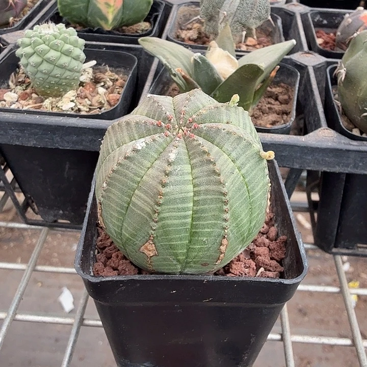 欧布单头大4仙人球