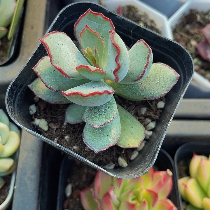 巧克力线2.8带盆土发