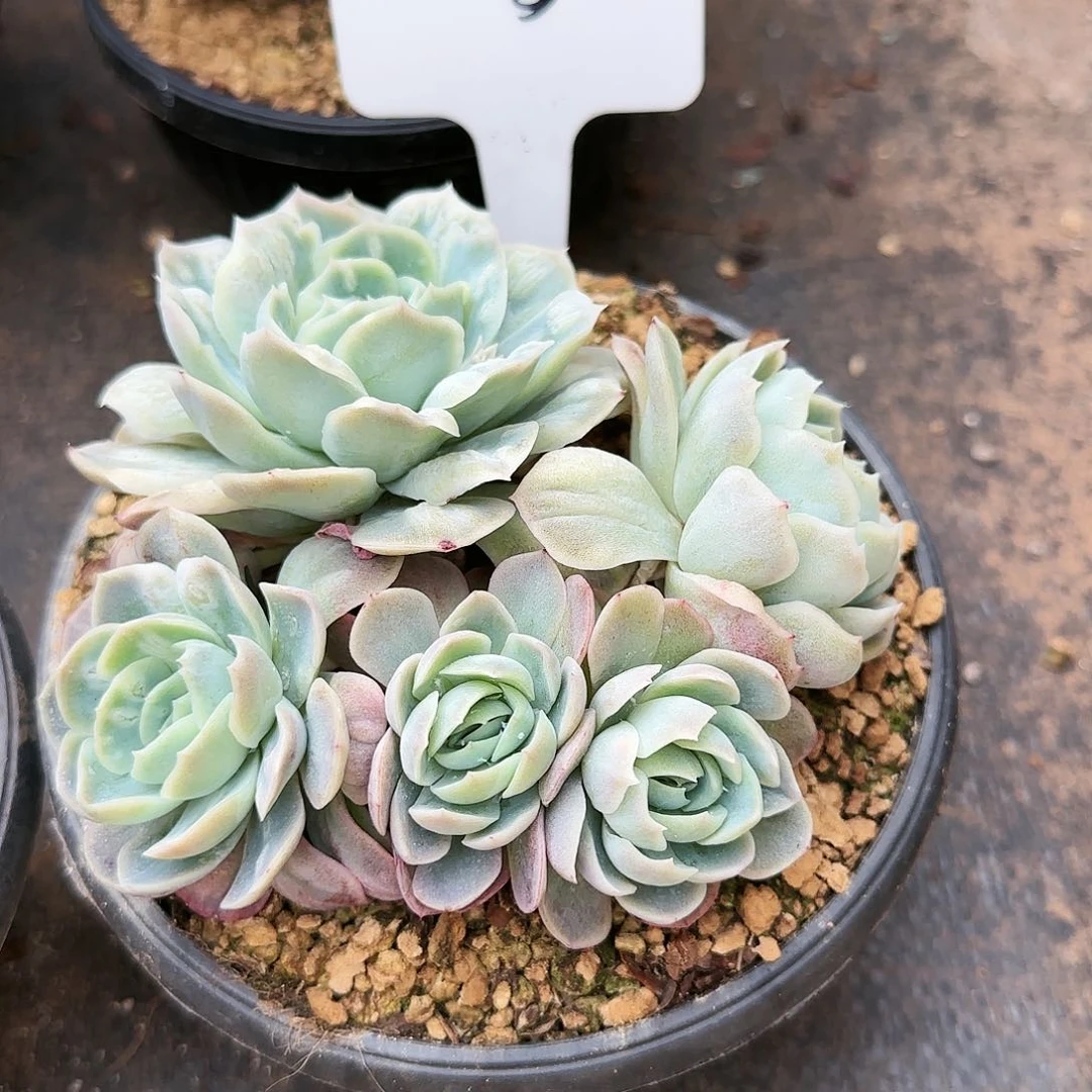 计*0225号泡泡纱裙5头175     肉