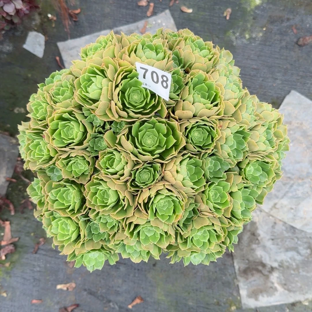 708多肉植物绿朵
