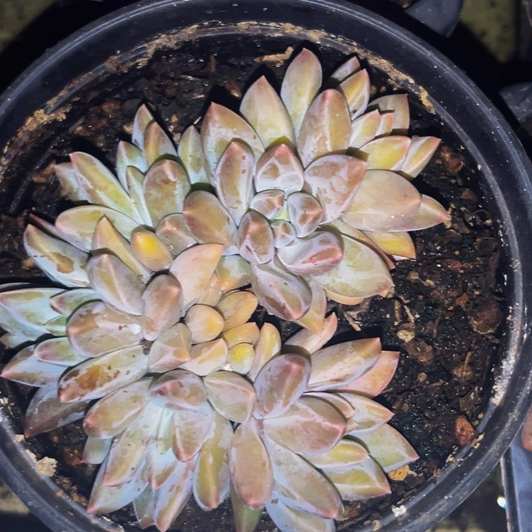 桔云多肉美人精品系列