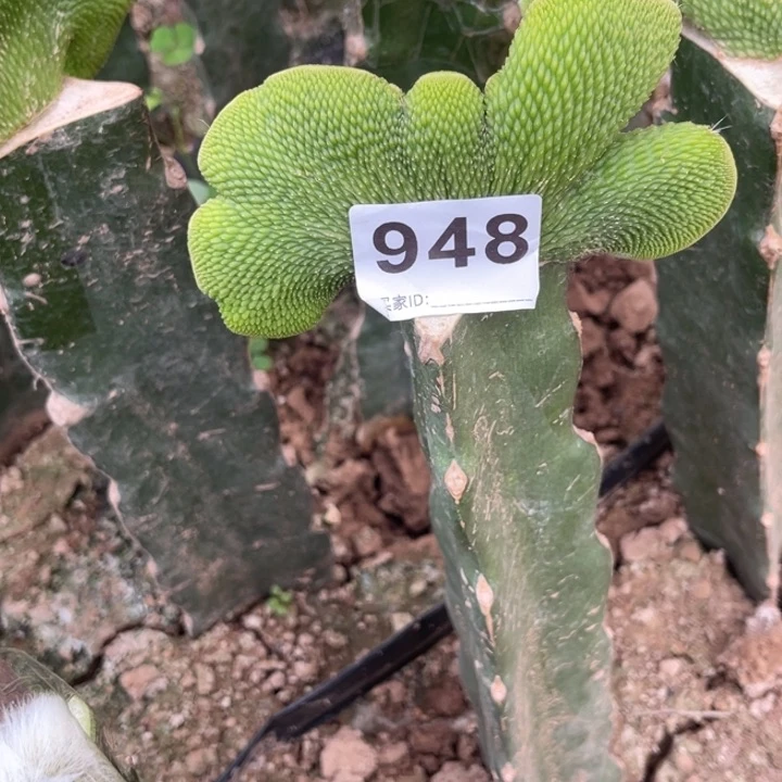 设***圆完全开放948嫁接青蛇缀化