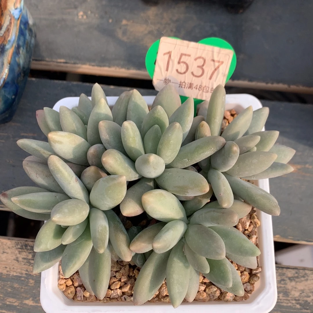 白兰地无砍平头1537