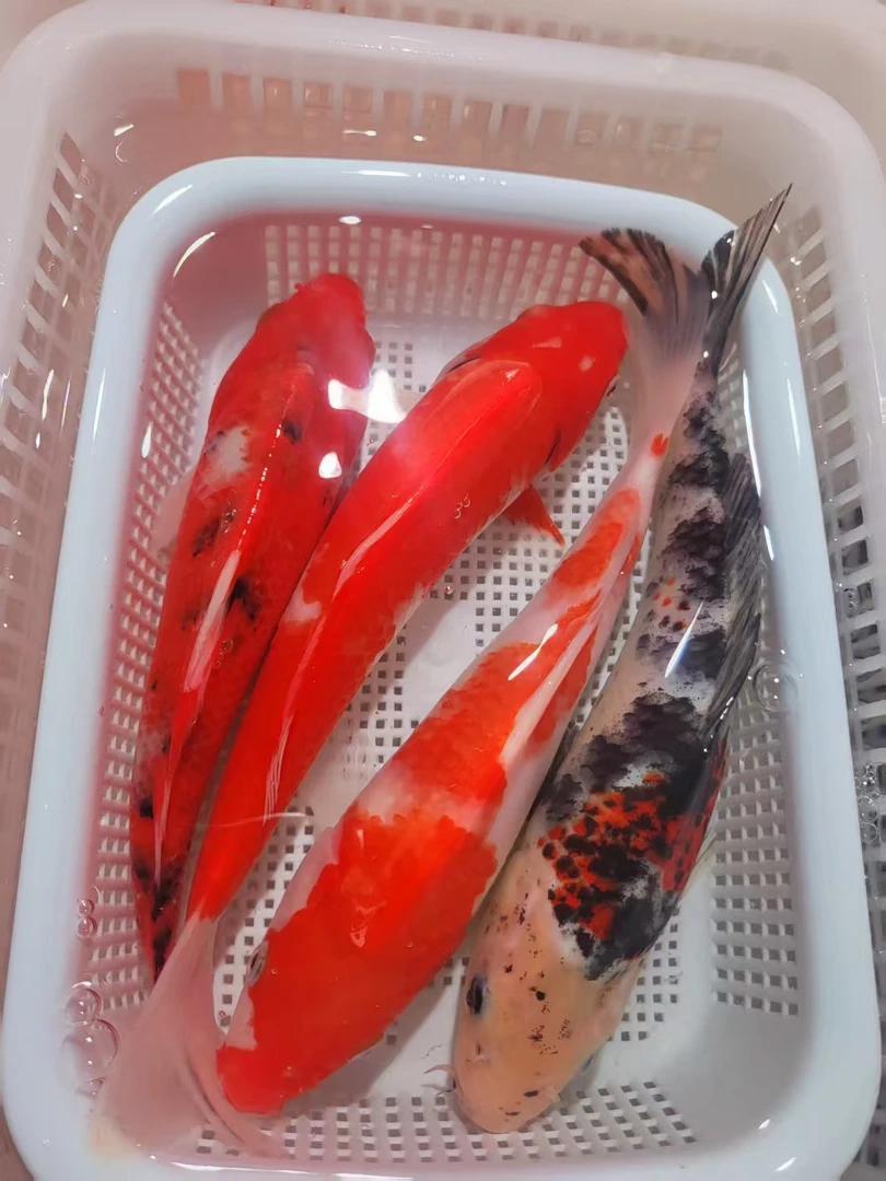 20 号【红白锦鲤+三色锦鲤】18-20公分冷水观赏鱼包邮