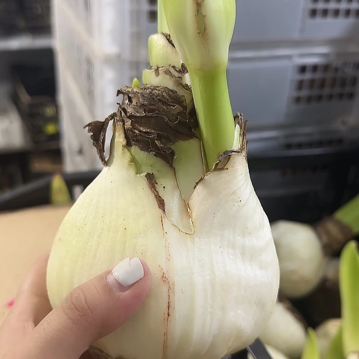 双喜9公分进口球福利