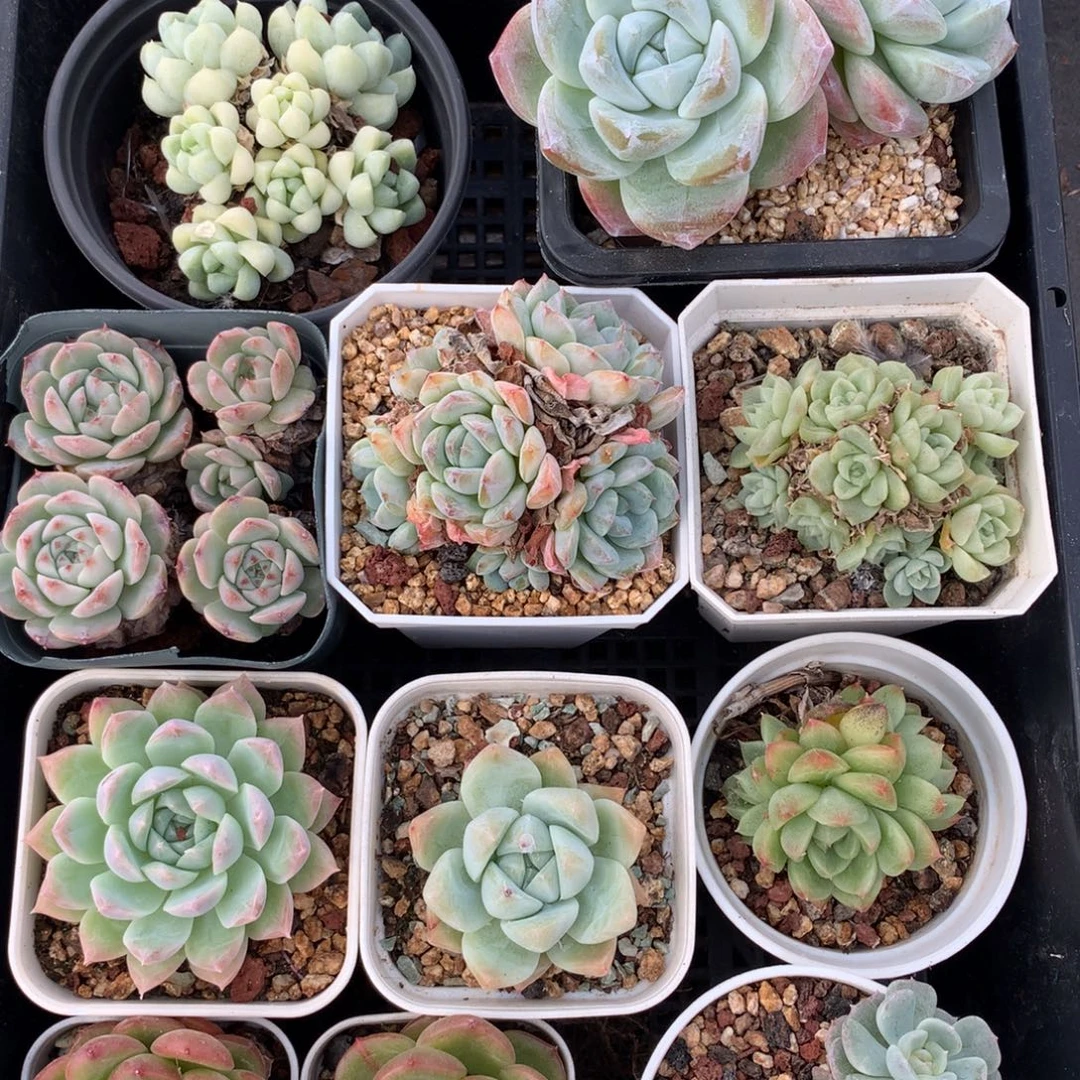 1004-16 套餐一组