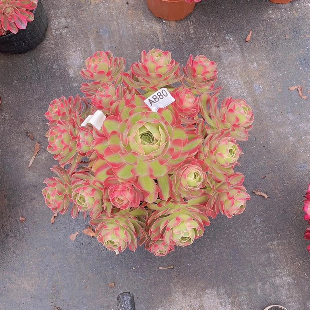 幸*粉女郎多肉   880