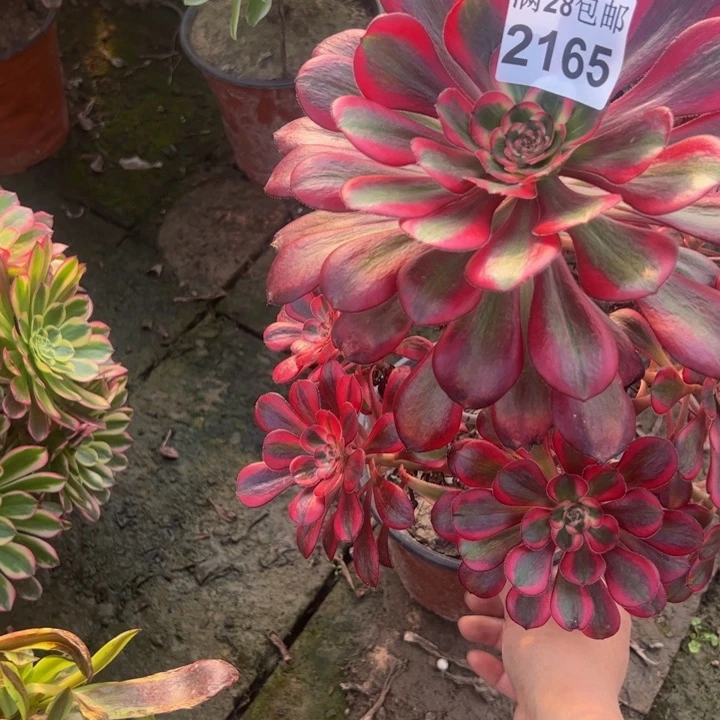 2165香奈儿多肉植物