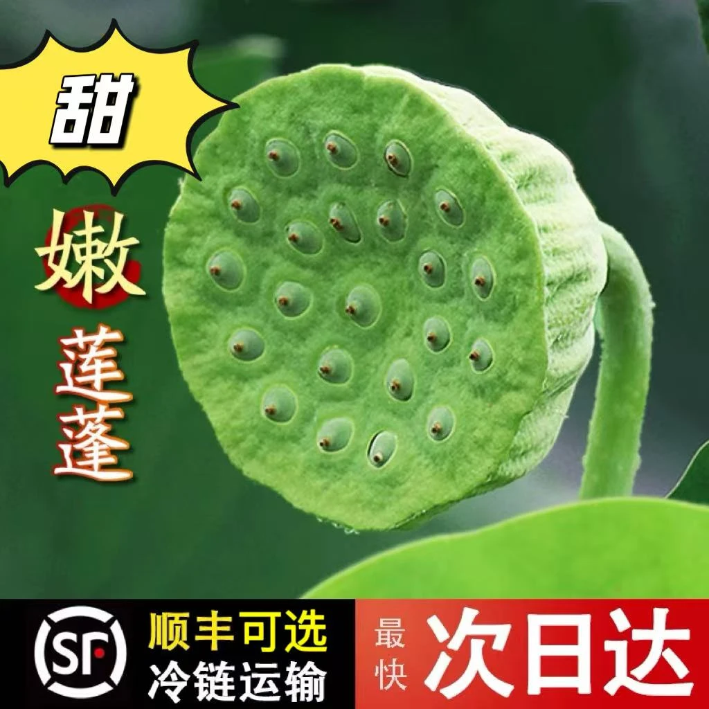 湖北应季莲蓬新鲜生莲子米嫩甜水果孕妇当季现摘可生吃清甜爽口