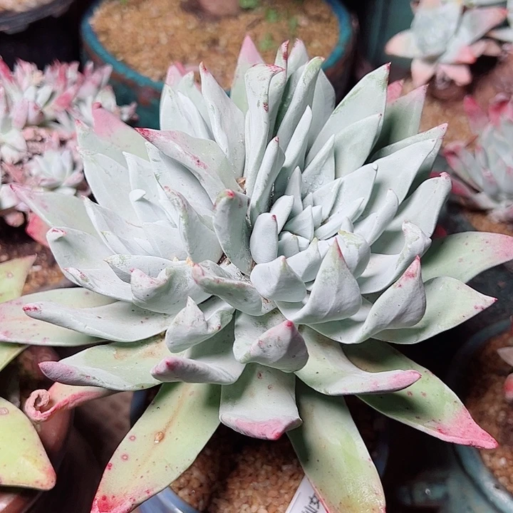 8009墨西哥大圆叶仙女杯多肉