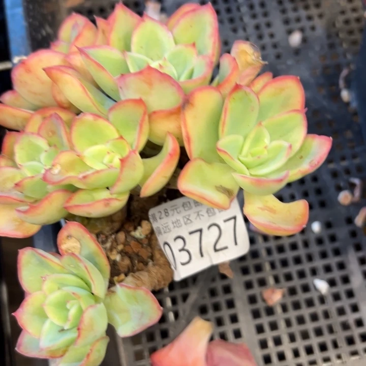 幸运儿的一句话是我的