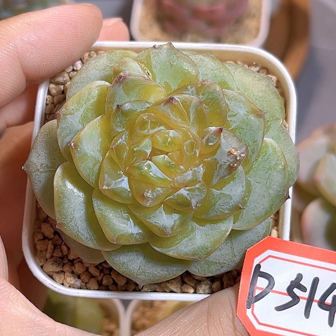 D514 一物一拍  晶石