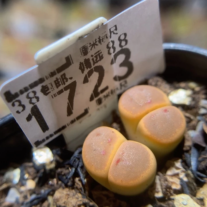 Sss精品生石花1723