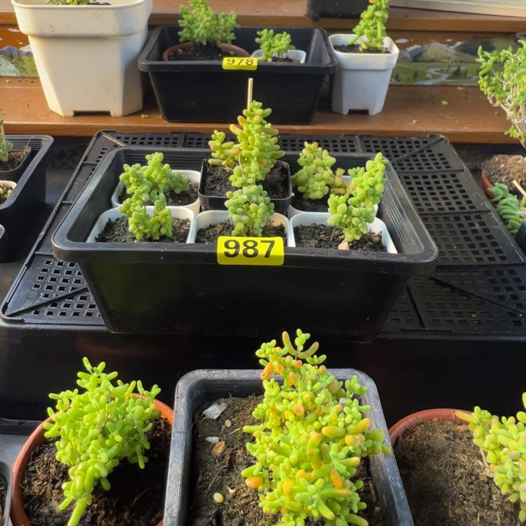 落****枝干发展多肉植物987