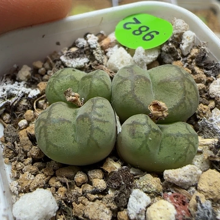 杂交多肉植物982