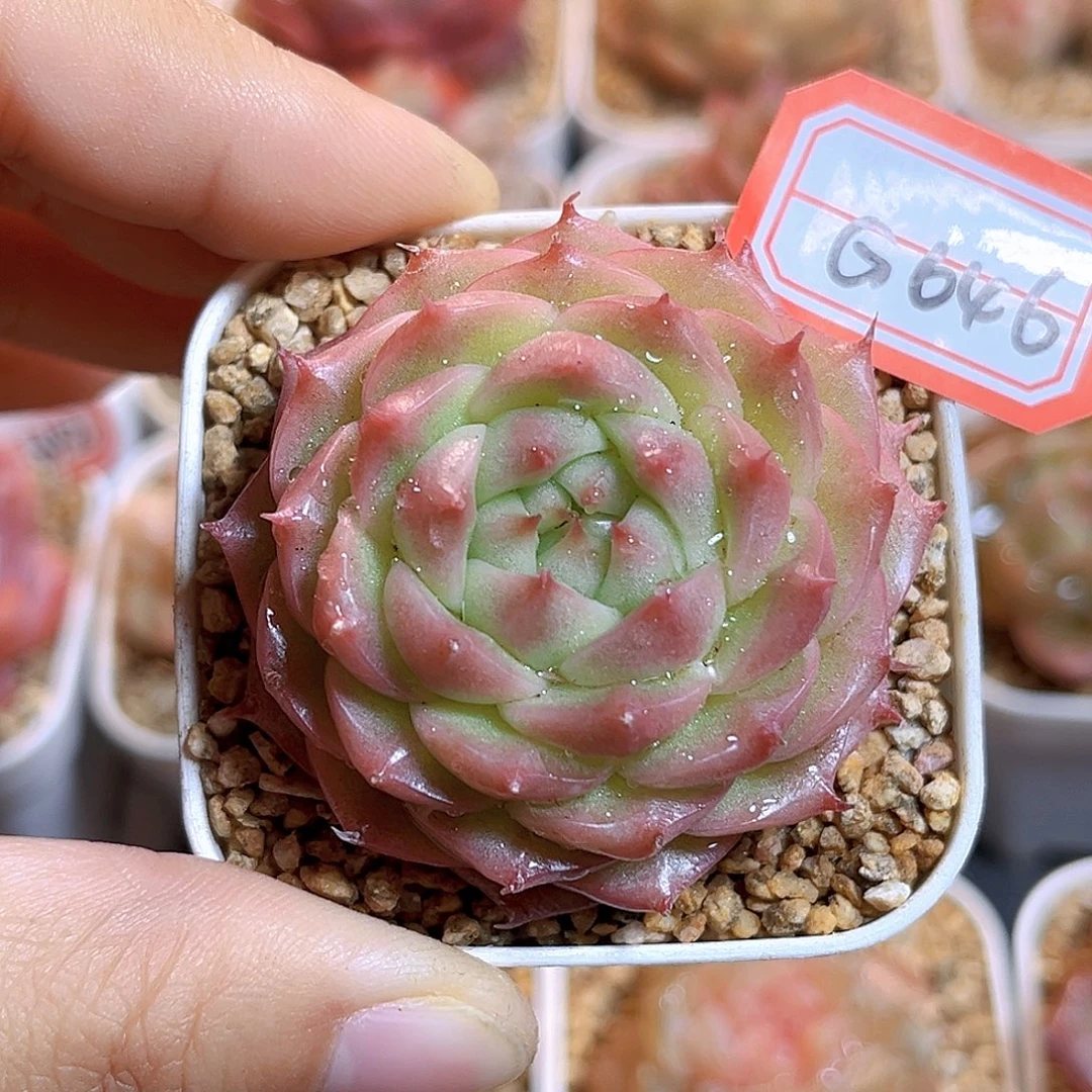 G646  孤品珍妮多肉