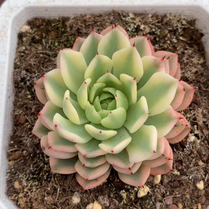 吉尔巴玫瑰锦锦上园艺一物一拍