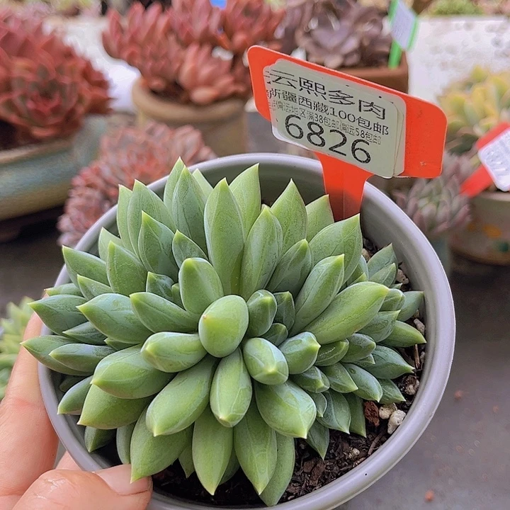 6826重楼美人。