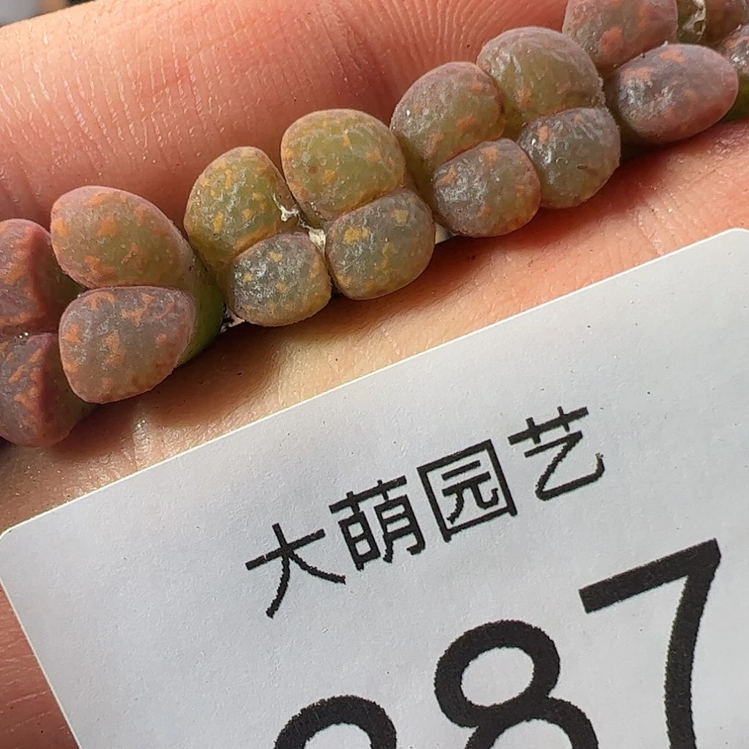0000一物一拍。   387橙子帕迪勋章