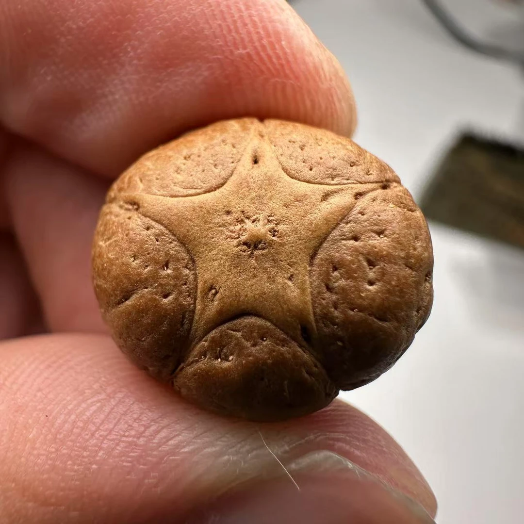 尼泊尔五星菩提,尺寸17,sss系列,货号155