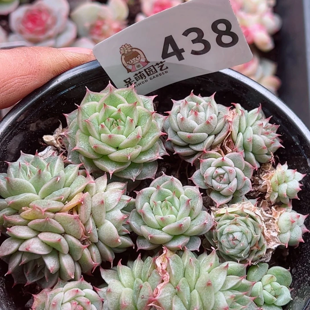 多肉植物多肉植物