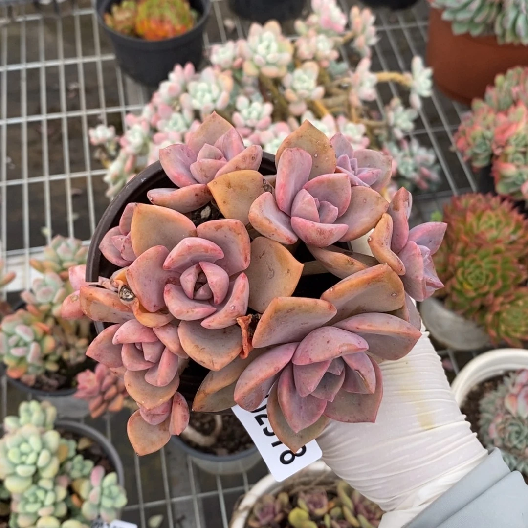 2578彩虹糖一物一拍