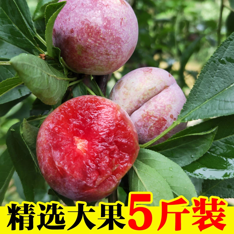 【现摘现发】福建新鲜红心李三华李5斤现摘现发芙蓉李水果脆李酸甜