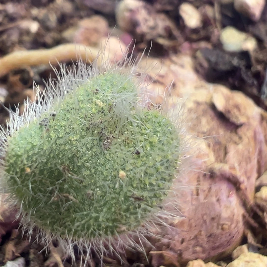 全毛爱心 肉锥植物