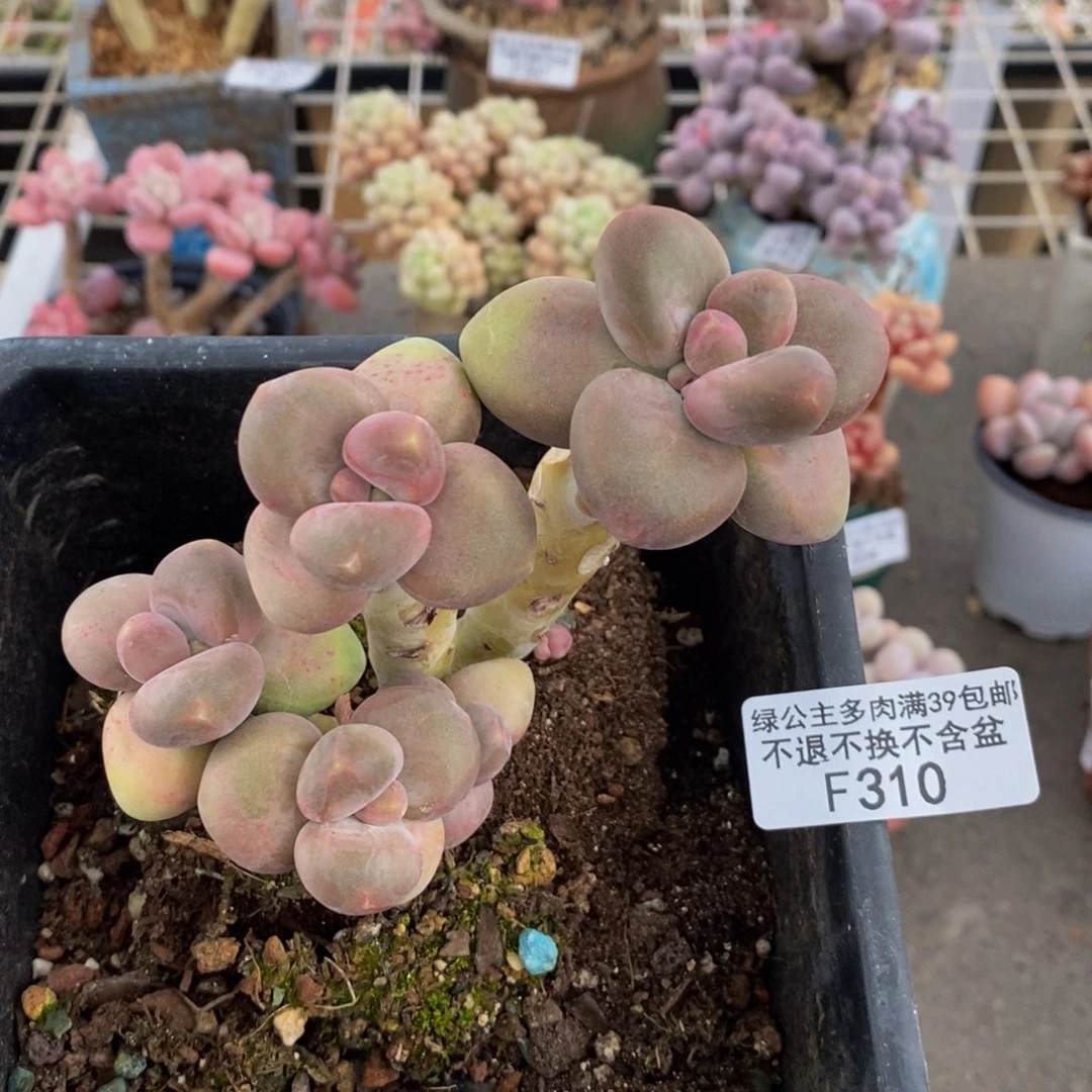 芒果奶酪310/9c m