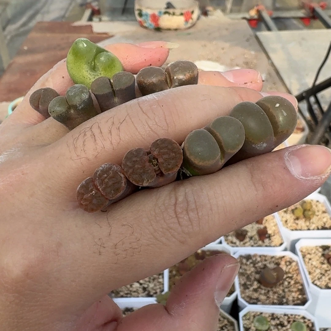 L***宇多肉植物622455586245658