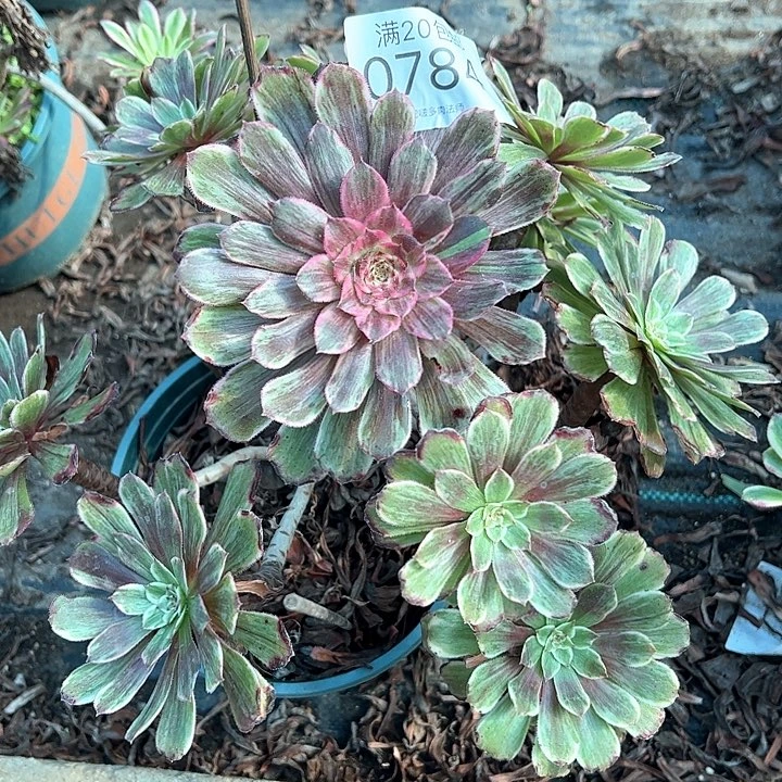 0784水墨画多肉植物