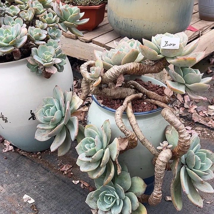 肥***猫800白凤不售后脱土发货不退不换