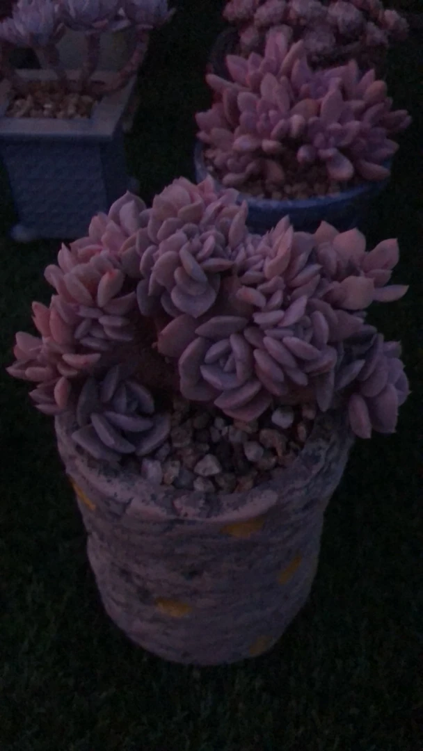 喵小姐粉特多肉植物