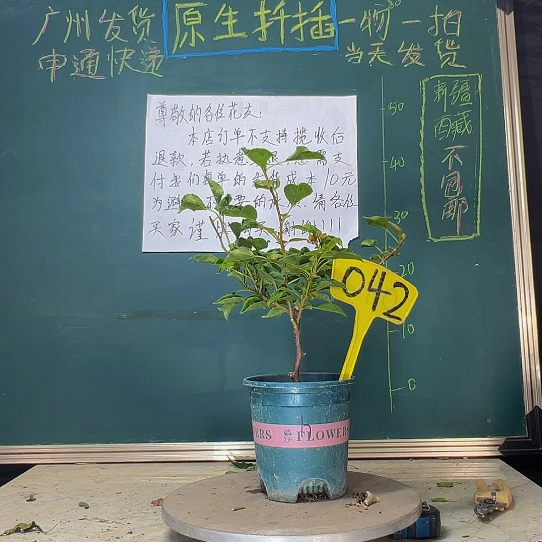 当前无花栽培后可以开花蒙娜丽莎黄042