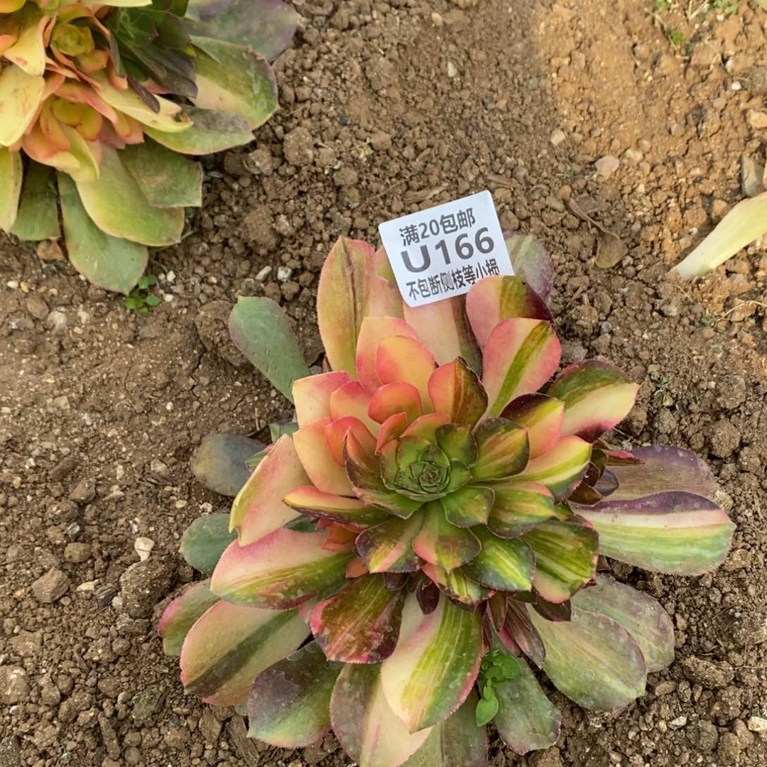 166韶羞七彩多肉法师锦