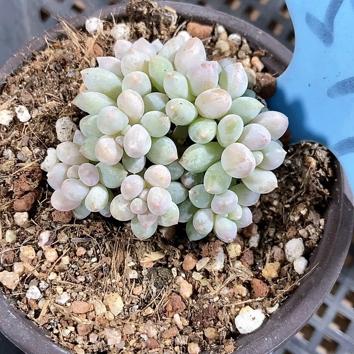 多肉植物明珠七头514