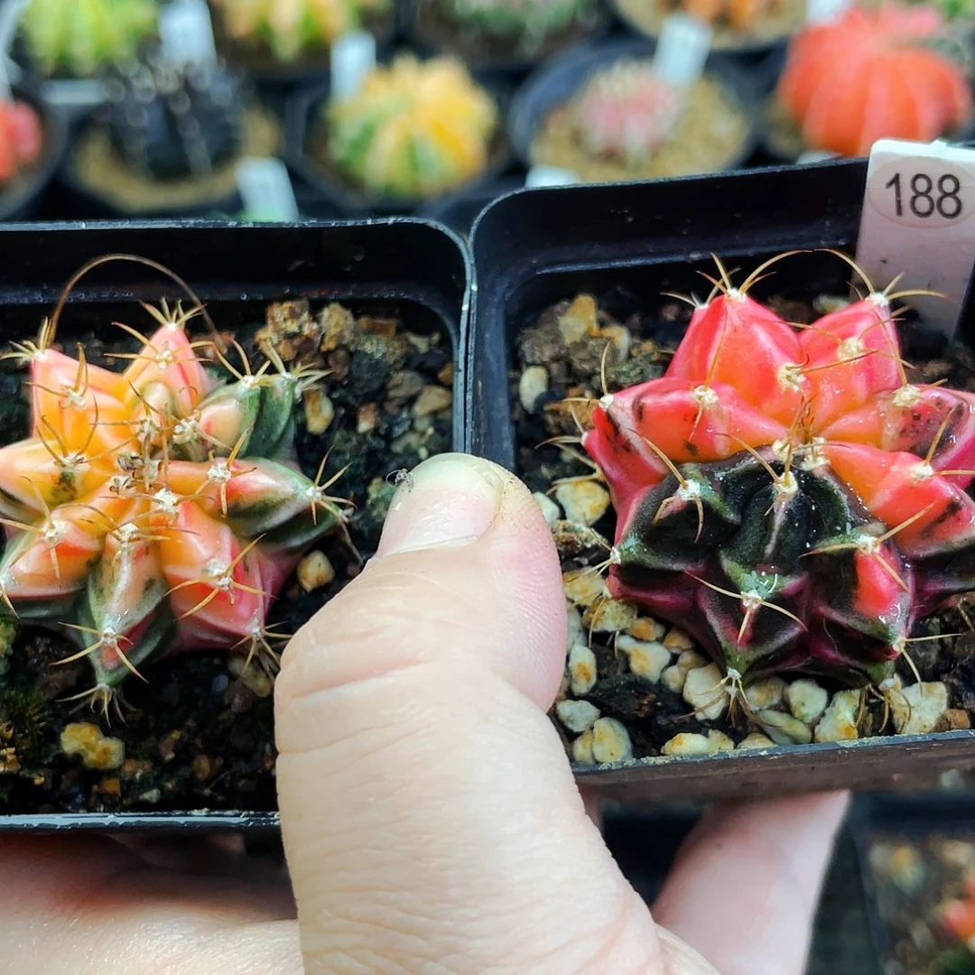 非偏远地区满25包邮仙人球裸根