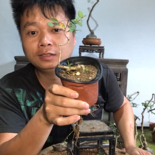 无花朵盆景盆栽植物