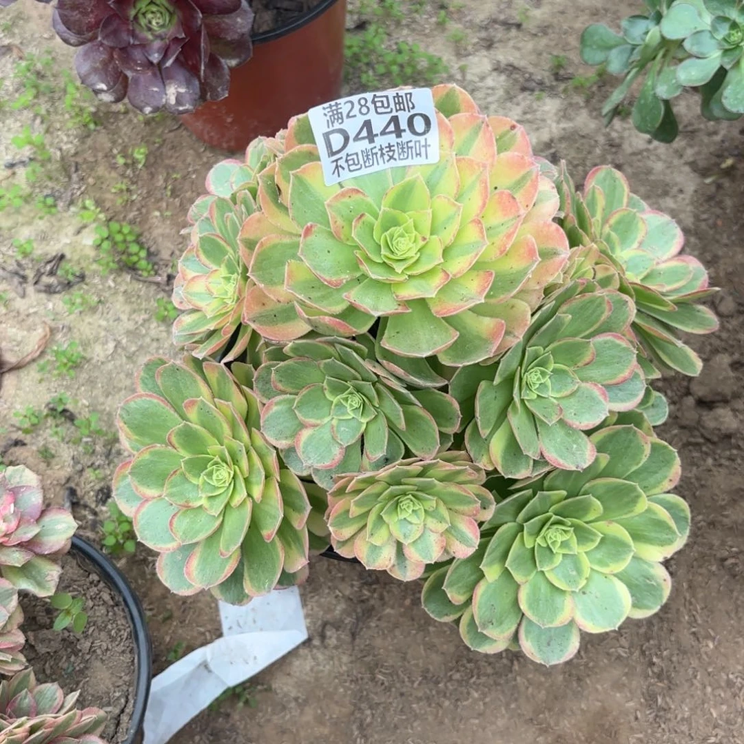 M. 440奶白多肉。baaed