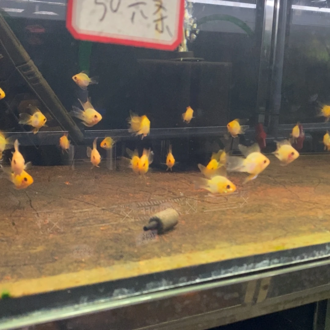 短鲷鱼金波子六条