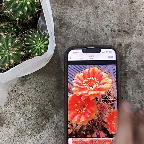 大杯天生狂野丽花，368900