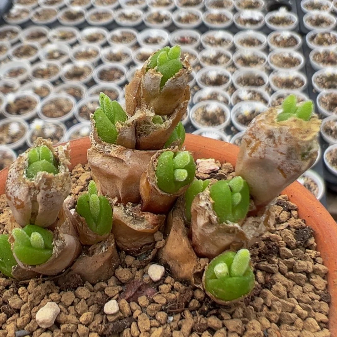 85多肉植物百科植物